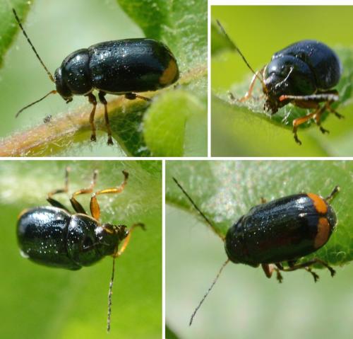 Réf. 301 349 : Cryptocephalus marginellus